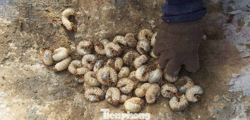 Săn loài 'hải sâm' trên bãi bồi, người dân kiếm tiền triệu mỗi ngày ảnh 8