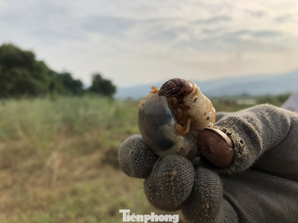 Săn loài 'hải sâm' trên bãi bồi, người dân kiếm tiền triệu mỗi ngày ảnh 7