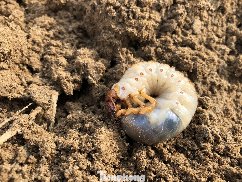 Săn loài 'hải sâm' trên bãi bồi, người dân kiếm tiền triệu mỗi ngày ảnh 6