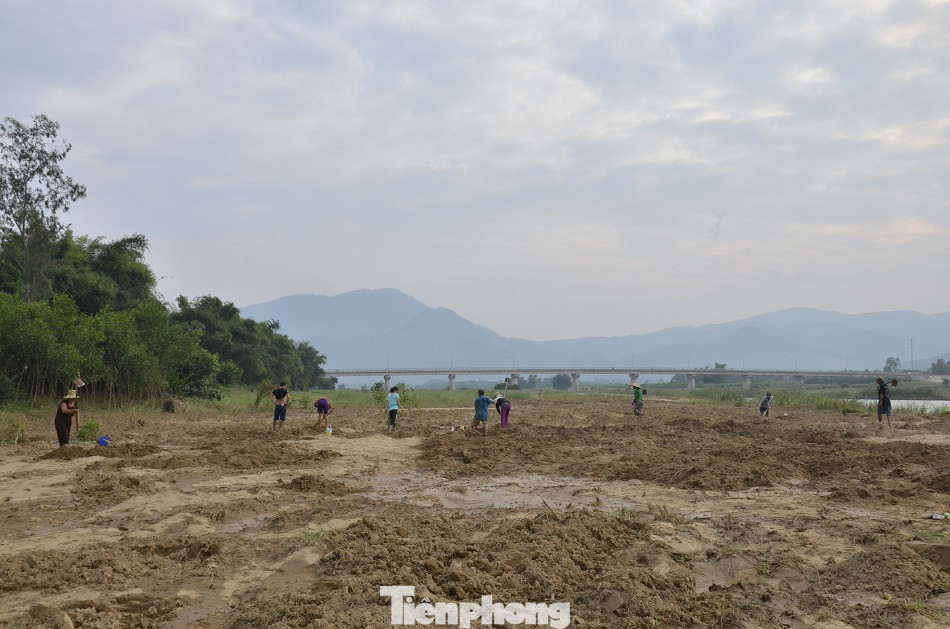 Săn loài 'hải sâm' trên bãi bồi, người dân kiếm tiền triệu mỗi ngày ảnh 1