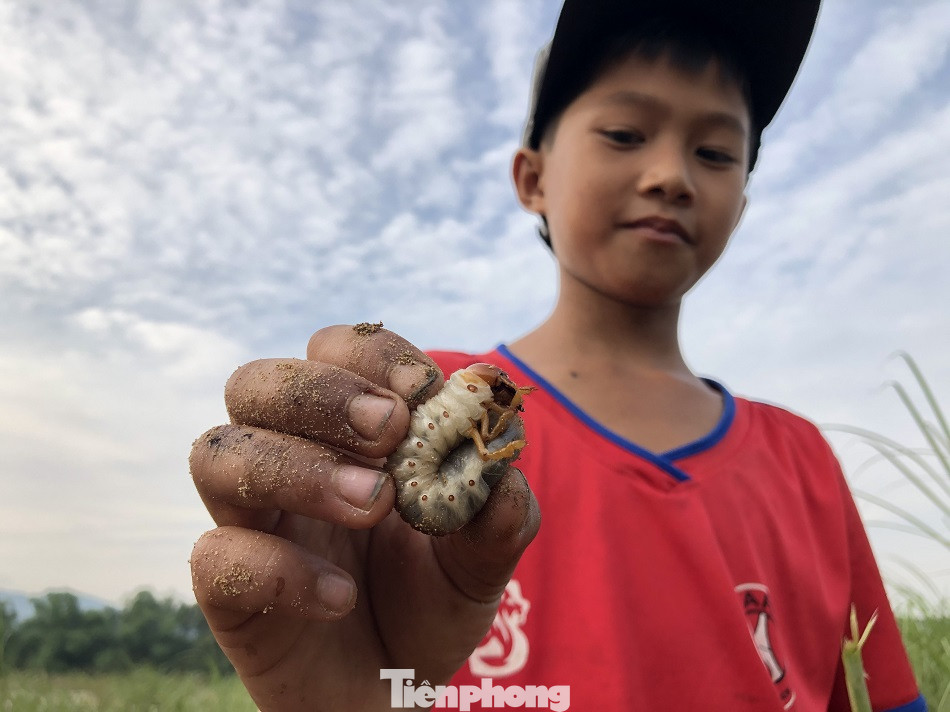 Săn loài 'hải sâm' trên bãi bồi, người dân kiếm tiền triệu mỗi ngày ảnh 10