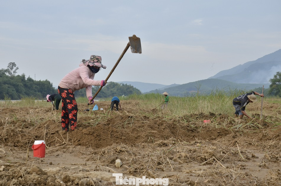 Săn loài 'hải sâm' trên bãi bồi, người dân kiếm tiền triệu mỗi ngày ảnh 4