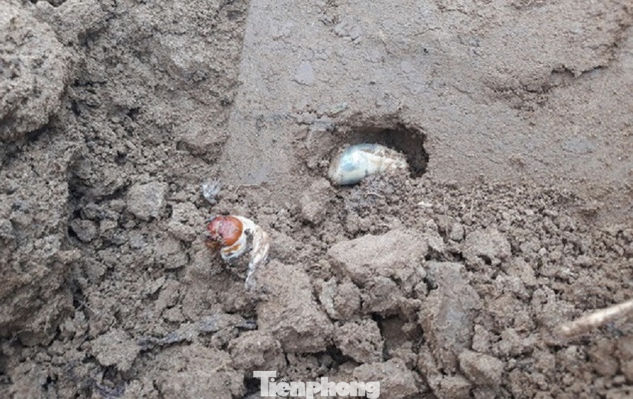 Săn loài 'hải sâm' trên bãi bồi, người dân kiếm tiền triệu mỗi ngày ảnh 5