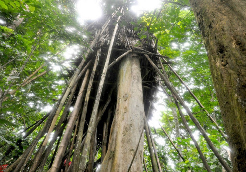 'Người rừng' Hồ Văn Lang sau 7 năm trở về làng ảnh 2