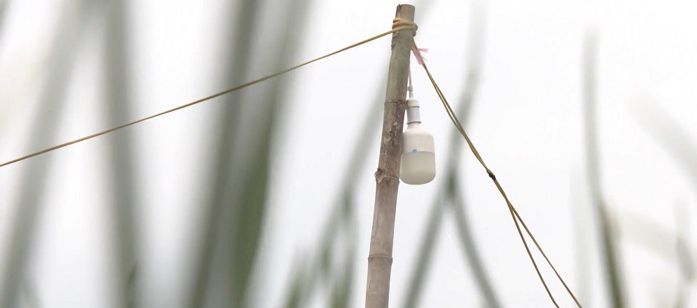 Đèn bẫy bướm trên 'thủ phủ' hành tím ở Lý Sơn sáng rực như sao trời về đêm ảnh 6