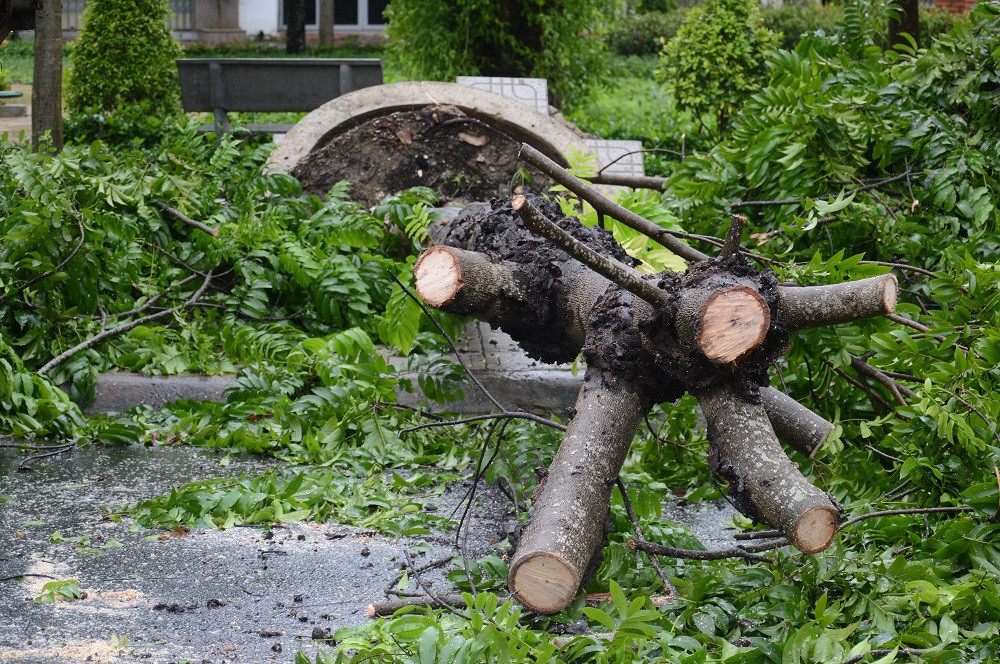 Ảnh hưởng bão số 6: Sạt lở núi chia cắt nhiều tuyến đường, Quảng Ngãi thiệt hại nặng ảnh 5