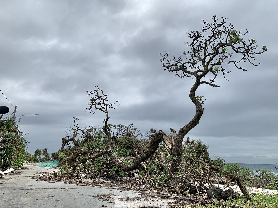 Những 'ngôi nhà cổ tích' ở đảo Lý Sơn hoang tàn sau bão ảnh 12