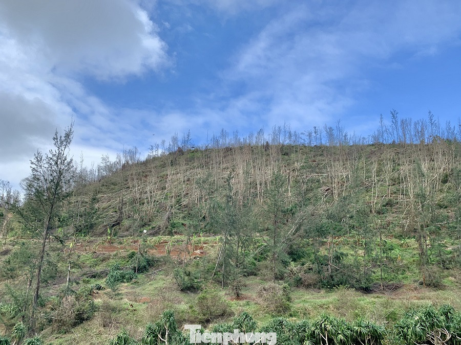 Cây xanh không lá trên đảo tiền tiêu ảnh 12