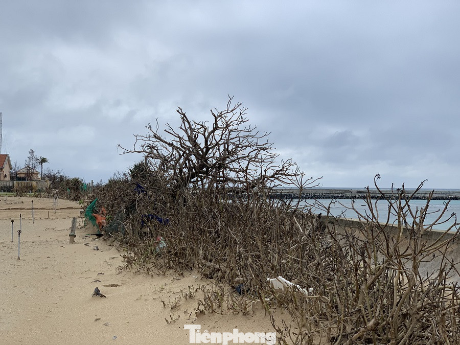 Cây xanh không lá trên đảo tiền tiêu ảnh 4