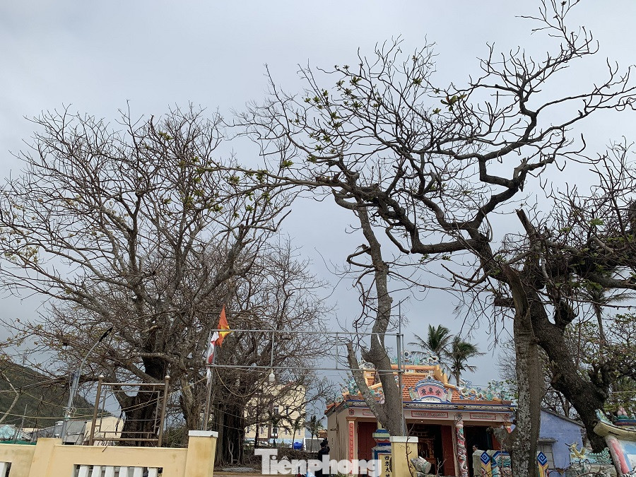 Cây xanh không lá trên đảo tiền tiêu ảnh 7