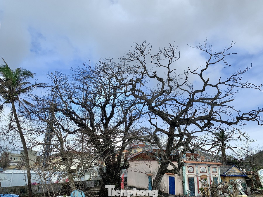 Cây xanh không lá trên đảo tiền tiêu ảnh 9