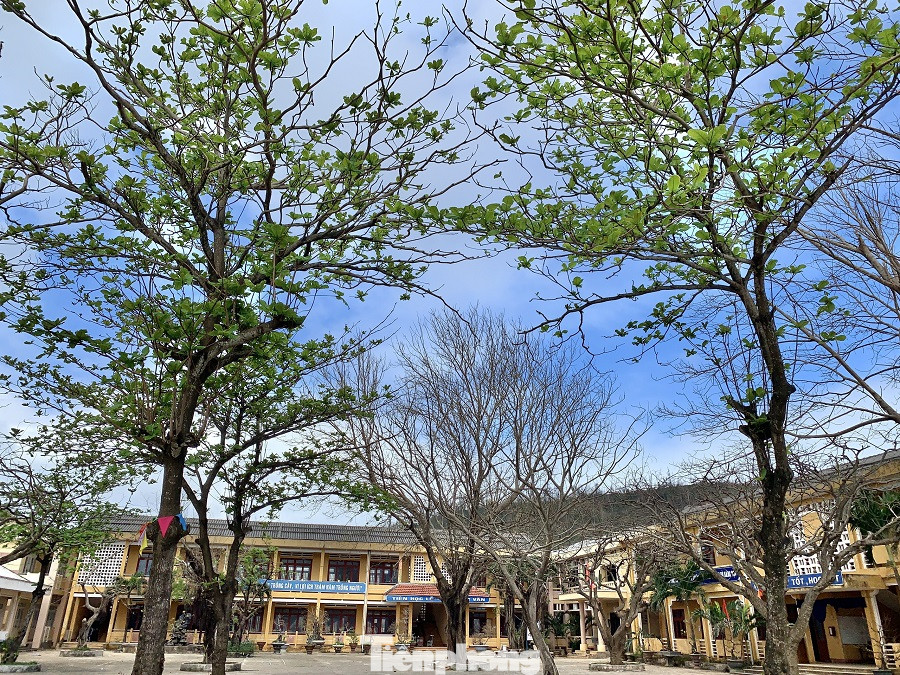 Cây xanh không lá trên đảo tiền tiêu ảnh 17