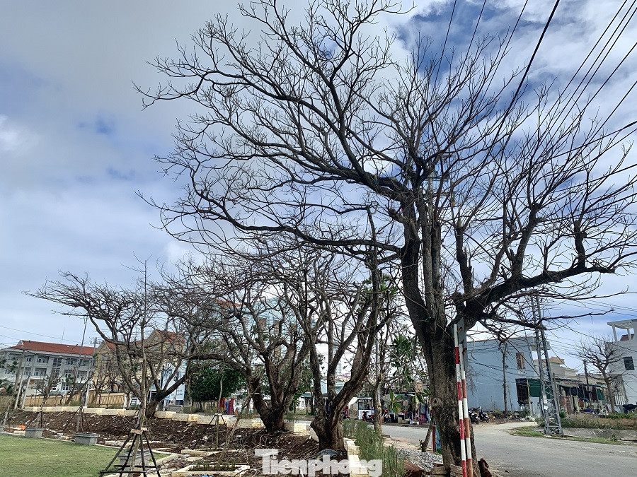 Cây xanh không lá trên đảo tiền tiêu ảnh 5