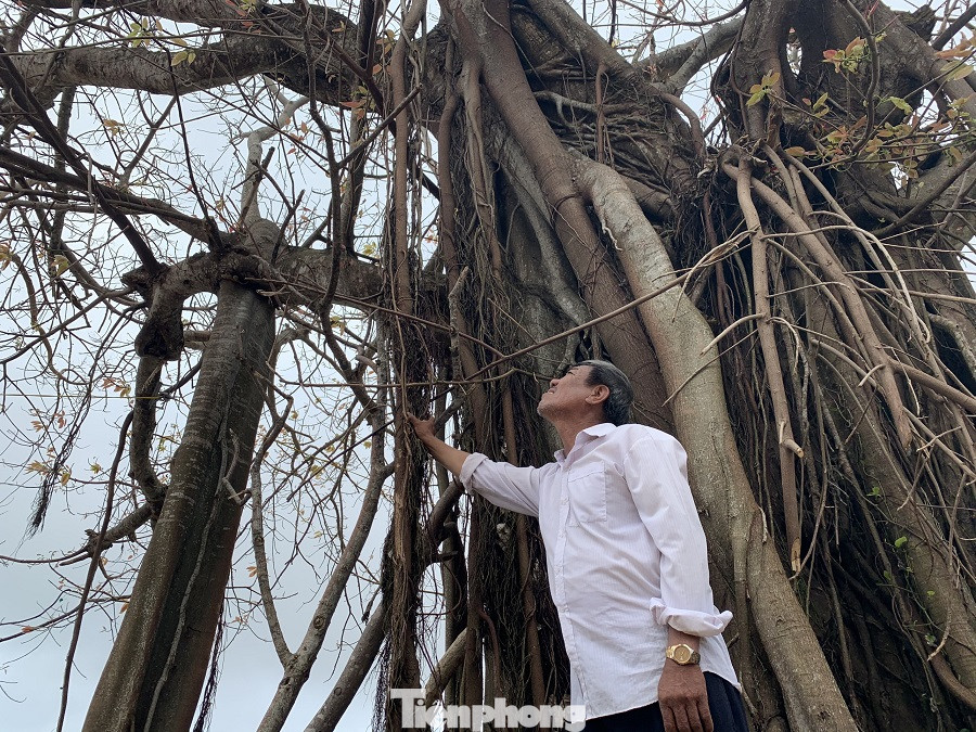 Cây xanh không lá trên đảo tiền tiêu ảnh 8