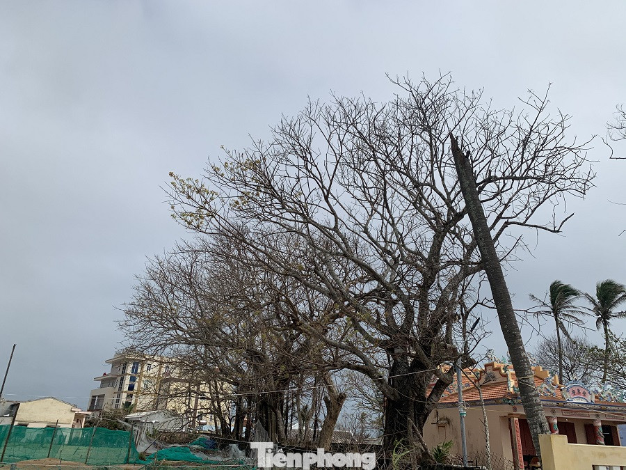 Cây xanh không lá trên đảo tiền tiêu ảnh 1