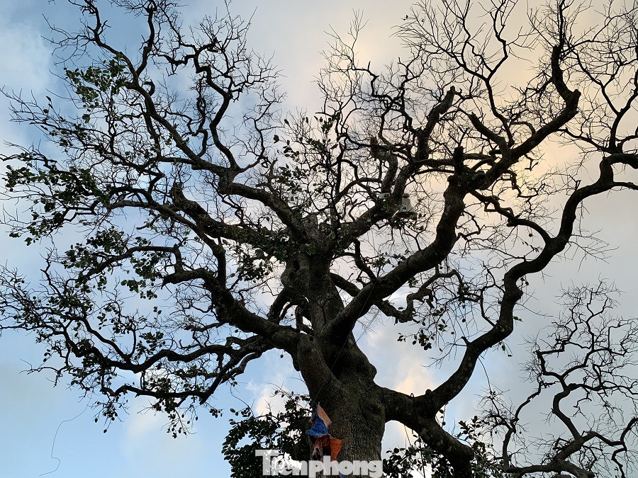 Cây xanh không lá trên đảo tiền tiêu ảnh 10