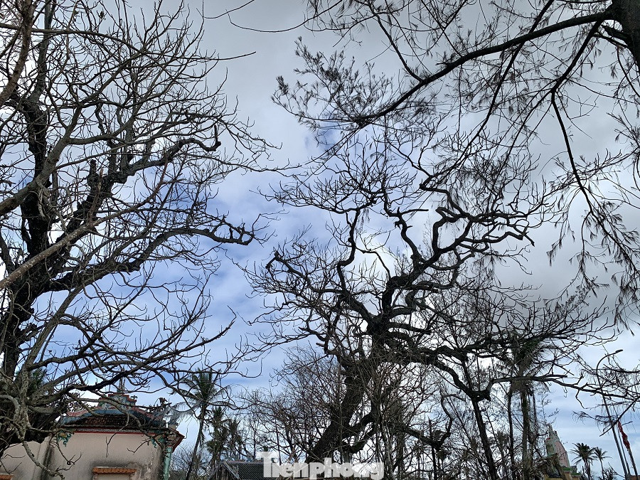 Cây xanh không lá trên đảo tiền tiêu ảnh 6