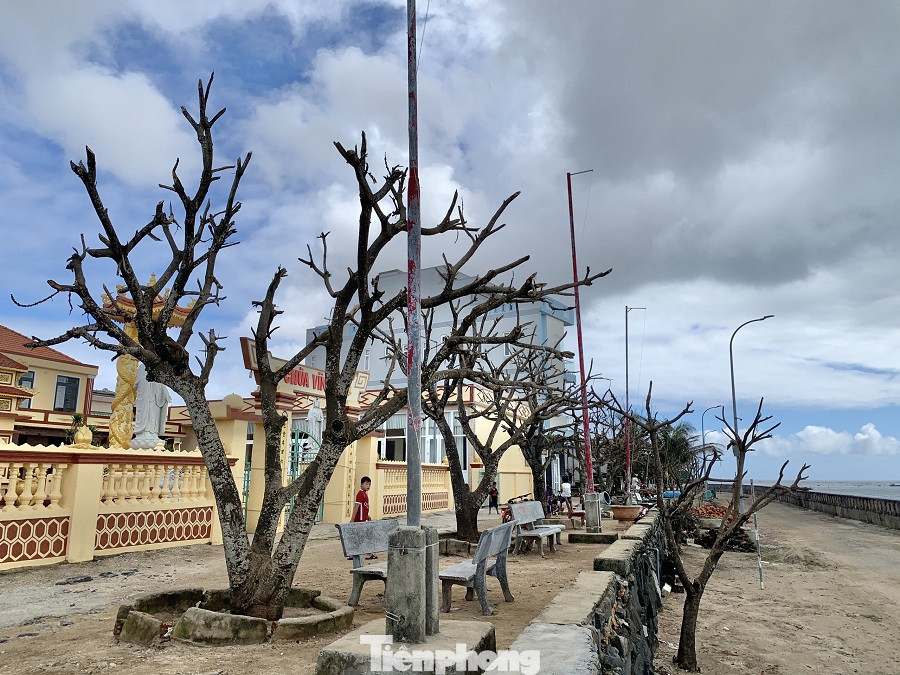 Cây xanh không lá trên đảo tiền tiêu ảnh 18