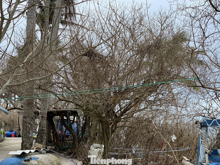 Cây xanh không lá trên đảo tiền tiêu ảnh 14