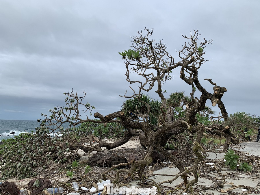 Cây xanh không lá trên đảo tiền tiêu ảnh 16