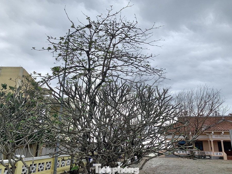 Cây xanh không lá trên đảo tiền tiêu ảnh 11