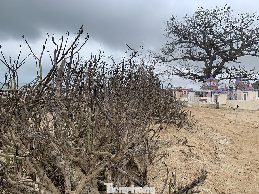 Cây xanh không lá trên đảo tiền tiêu ảnh 3