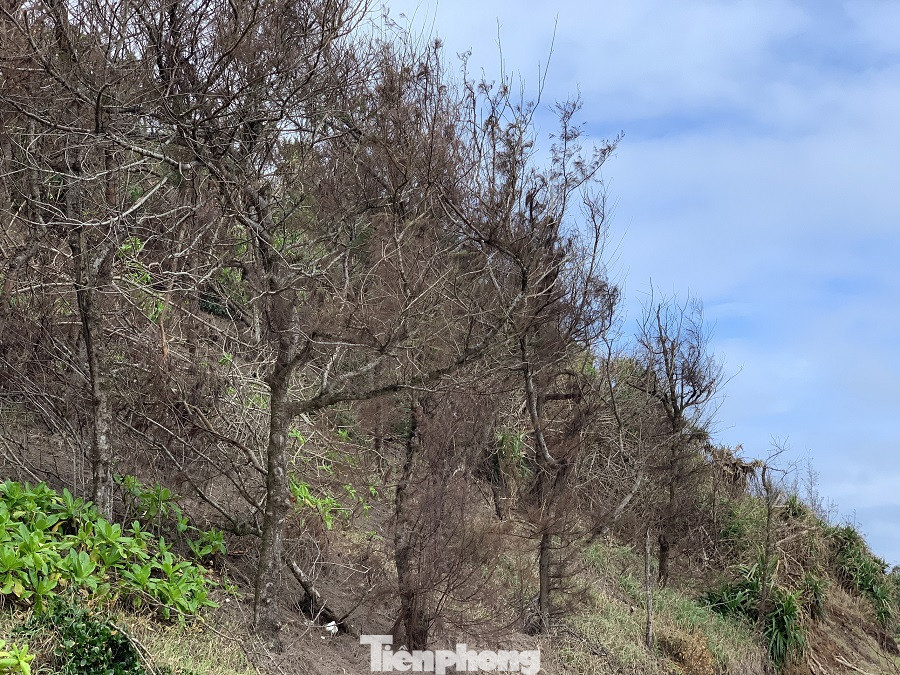 Cây xanh không lá trên đảo tiền tiêu ảnh 13