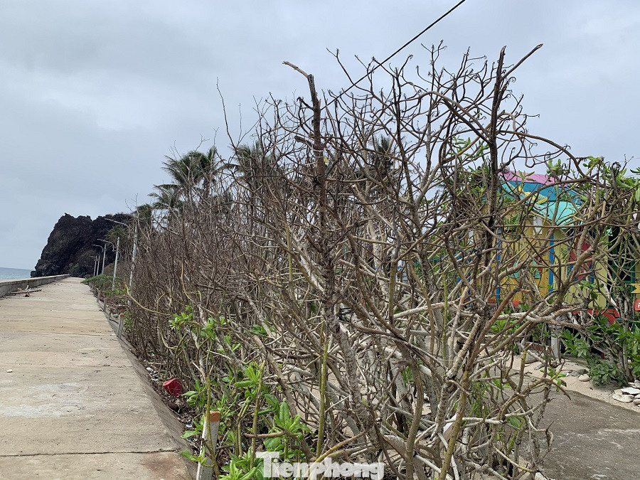 Cây xanh không lá trên đảo tiền tiêu ảnh 15