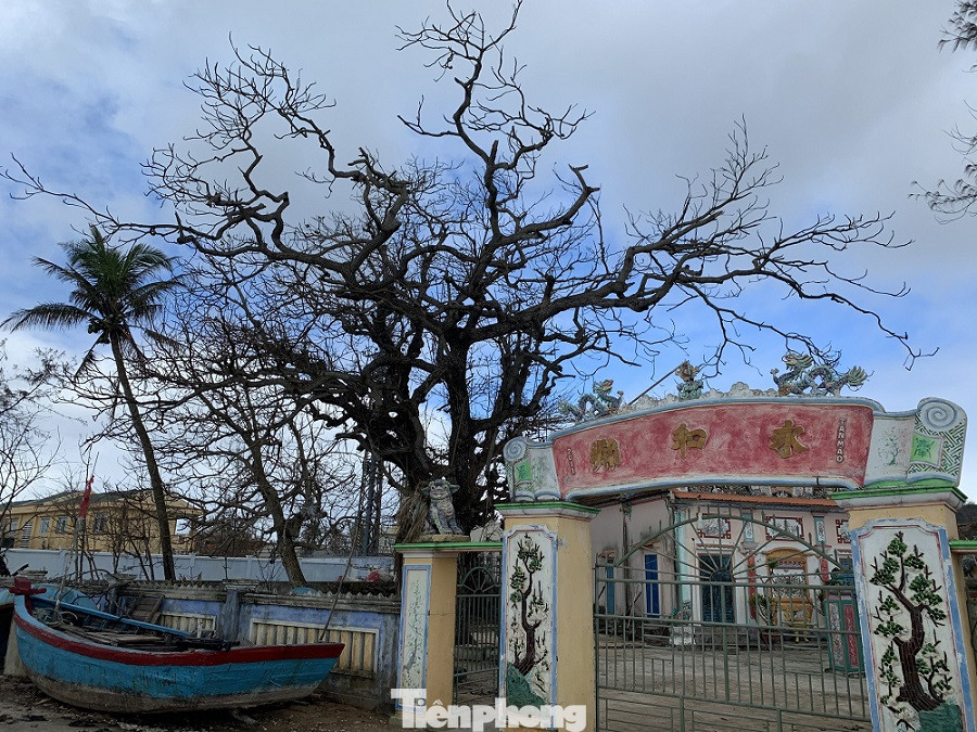 Cây xanh không lá trên đảo tiền tiêu ảnh 2