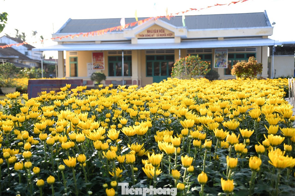 Sau bão chồng bão đi qua, sắc vàng ngập tràn 'thủ phủ' hoa cúc ở Quảng Ngãi ảnh 7