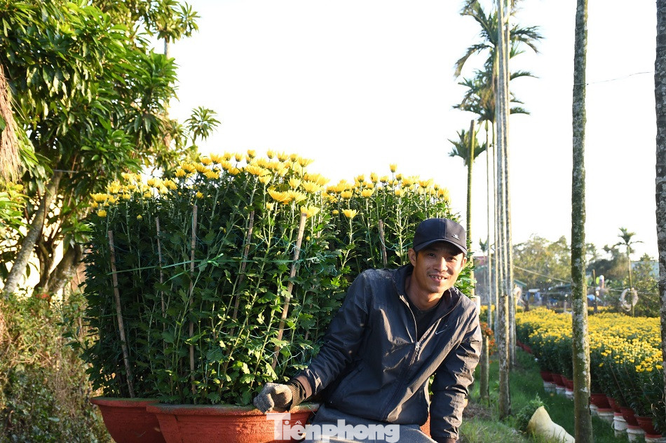 Sau bão chồng bão đi qua, sắc vàng ngập tràn 'thủ phủ' hoa cúc ở Quảng Ngãi ảnh 5