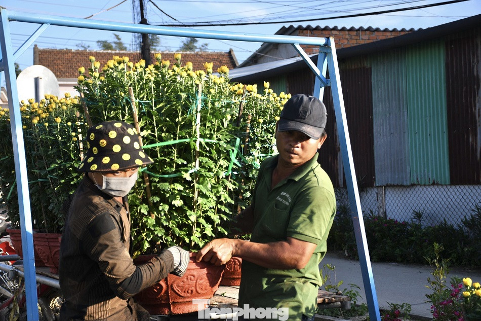 Sau bão chồng bão đi qua, sắc vàng ngập tràn 'thủ phủ' hoa cúc ở Quảng Ngãi ảnh 6