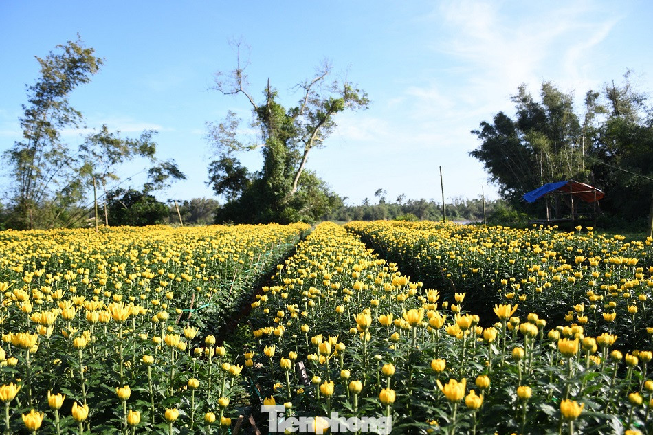 Sau bão chồng bão đi qua, sắc vàng ngập tràn 'thủ phủ' hoa cúc ở Quảng Ngãi ảnh 3