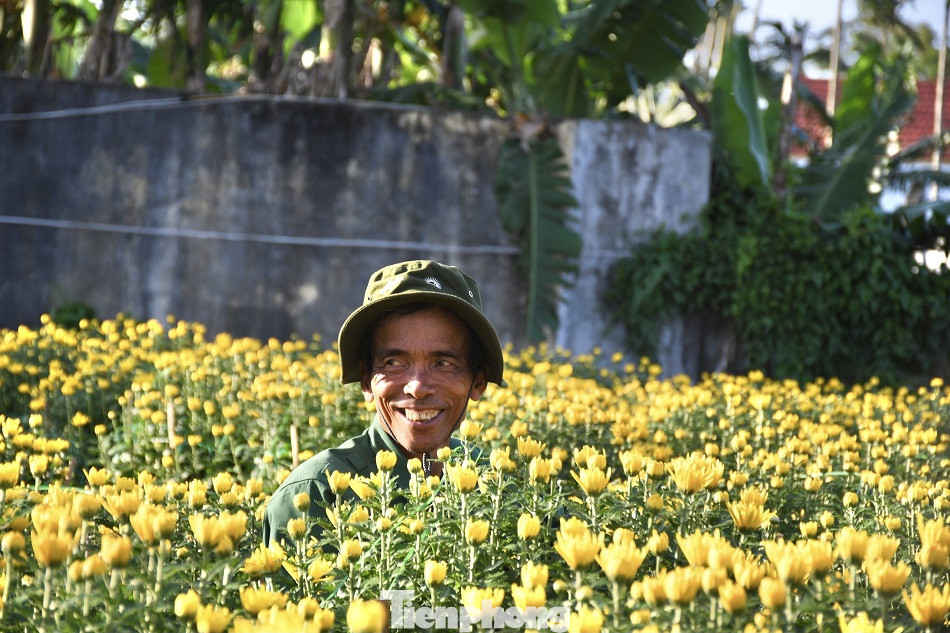Sau bão chồng bão đi qua, sắc vàng ngập tràn 'thủ phủ' hoa cúc ở Quảng Ngãi ảnh 4