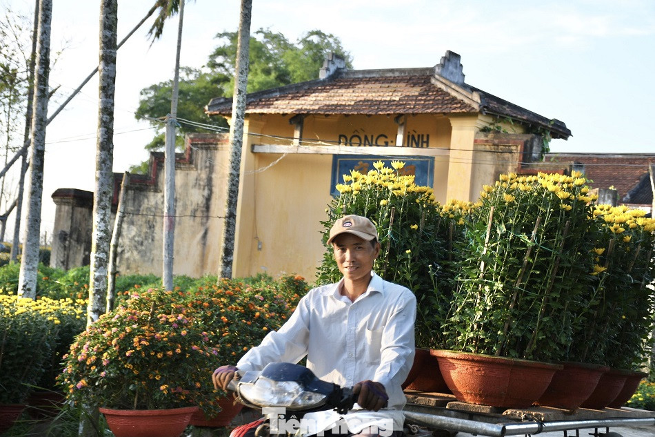 Sau bão chồng bão đi qua, sắc vàng ngập tràn 'thủ phủ' hoa cúc ở Quảng Ngãi ảnh 11