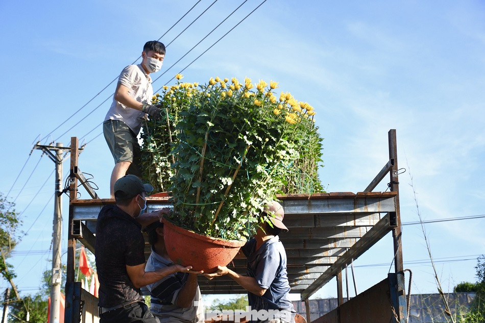 Sau bão chồng bão đi qua, sắc vàng ngập tràn 'thủ phủ' hoa cúc ở Quảng Ngãi ảnh 8