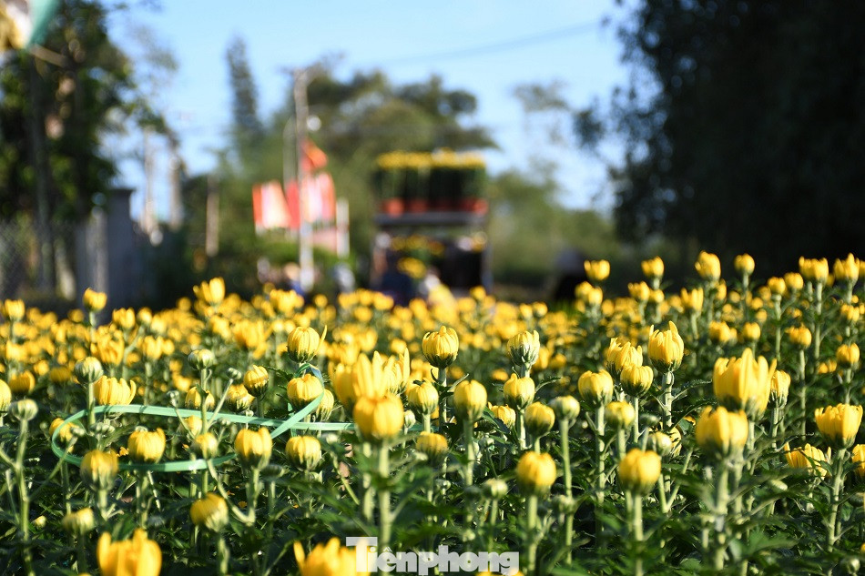 Sau bão chồng bão đi qua, sắc vàng ngập tràn 'thủ phủ' hoa cúc ở Quảng Ngãi ảnh 9