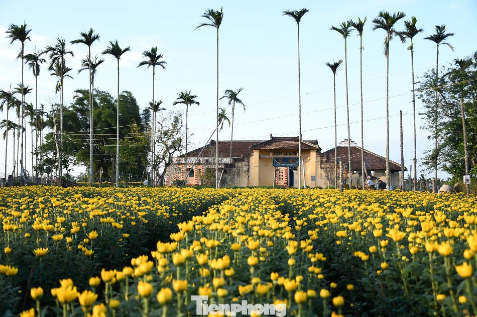 Sau bão chồng bão đi qua, sắc vàng ngập tràn 'thủ phủ' hoa cúc ở Quảng Ngãi ảnh 12
