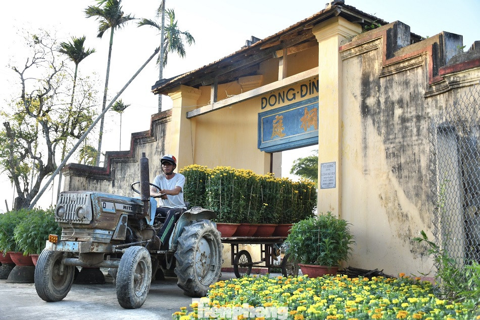 Sau bão chồng bão đi qua, sắc vàng ngập tràn 'thủ phủ' hoa cúc ở Quảng Ngãi ảnh 10