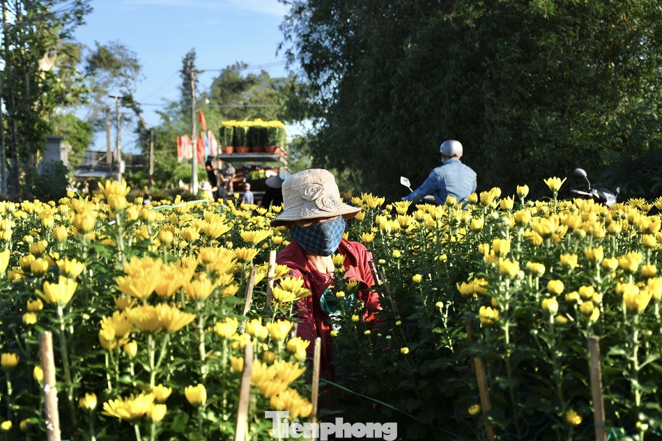 Sau bão chồng bão đi qua, sắc vàng ngập tràn 'thủ phủ' hoa cúc ở Quảng Ngãi ảnh 2