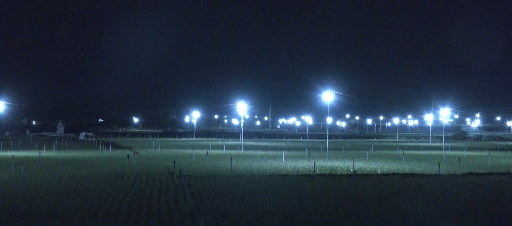 Đèn bẫy bướm trên 'thủ phủ' hành tím ở Lý Sơn sáng rực như sao trời về đêm ảnh 3