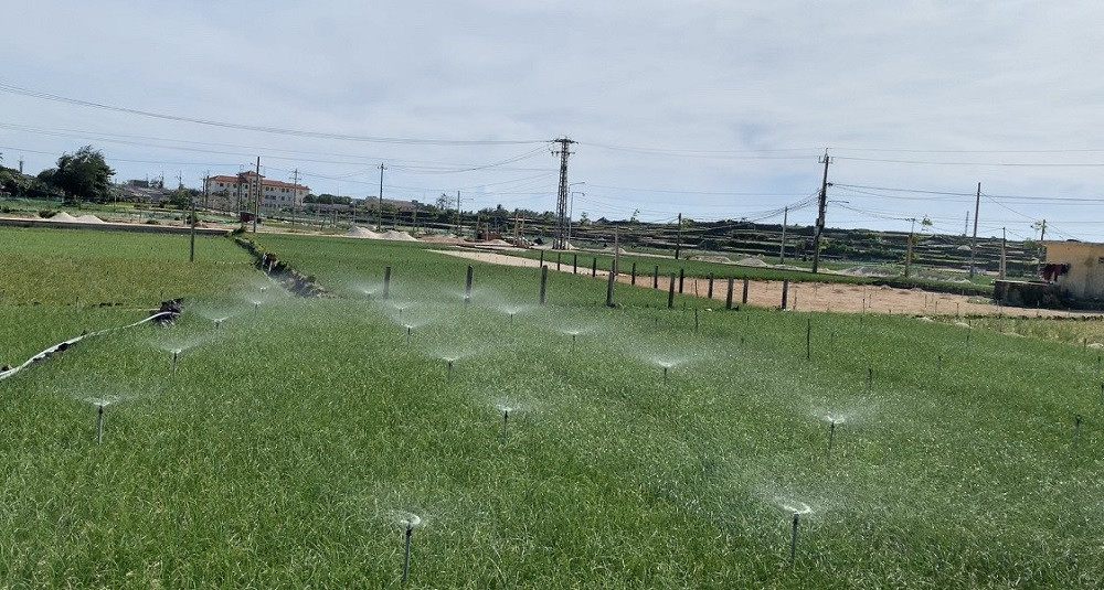 Đèn bẫy bướm trên 'thủ phủ' hành tím ở Lý Sơn sáng rực như sao trời về đêm ảnh 10