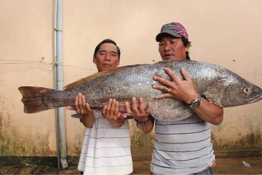 Ngư dân Quảng Ngãi bắt được cá lạ, nghi cá sủ vàng quý hiếm ảnh 1