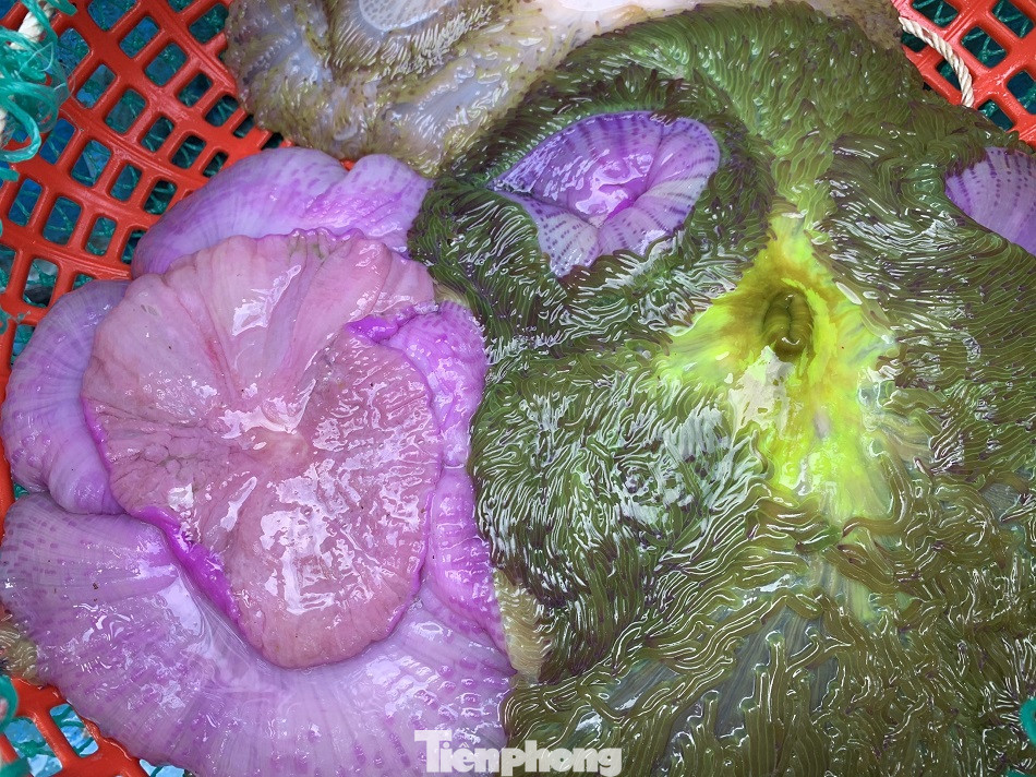 Cá cảnh biển Hoàng Sa, Trường Sa hút khách dịp Tết Nguyên đán ảnh 4