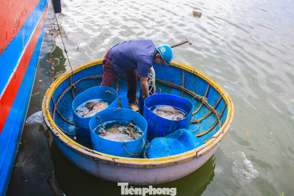 Cá cảnh biển Hoàng Sa, Trường Sa hút khách dịp Tết Nguyên đán ảnh 11