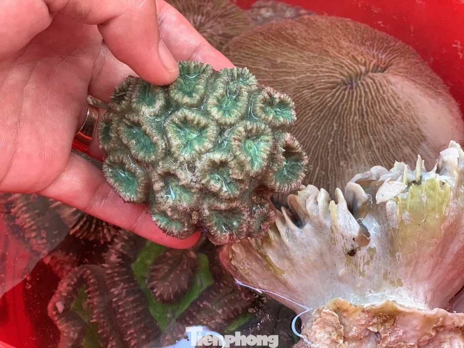 Cá cảnh biển Hoàng Sa, Trường Sa hút khách dịp Tết Nguyên đán ảnh 12