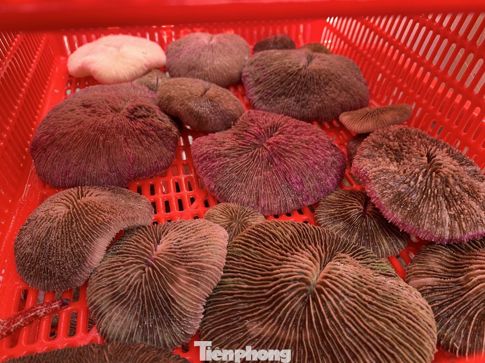 Cá cảnh biển Hoàng Sa, Trường Sa hút khách dịp Tết Nguyên đán ảnh 14