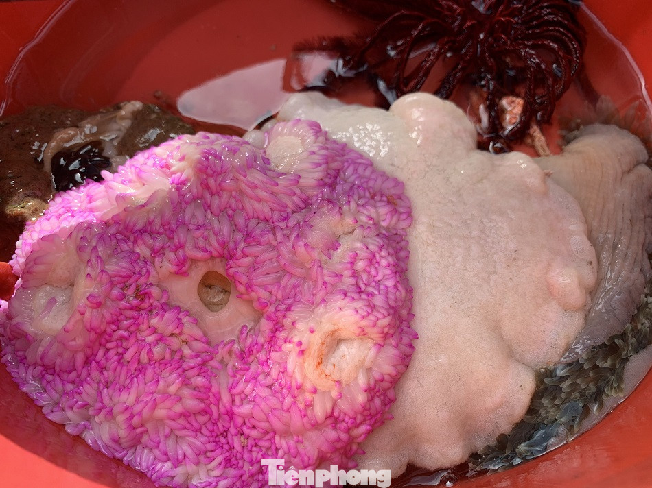 Cá cảnh biển Hoàng Sa, Trường Sa hút khách dịp Tết Nguyên đán ảnh 3