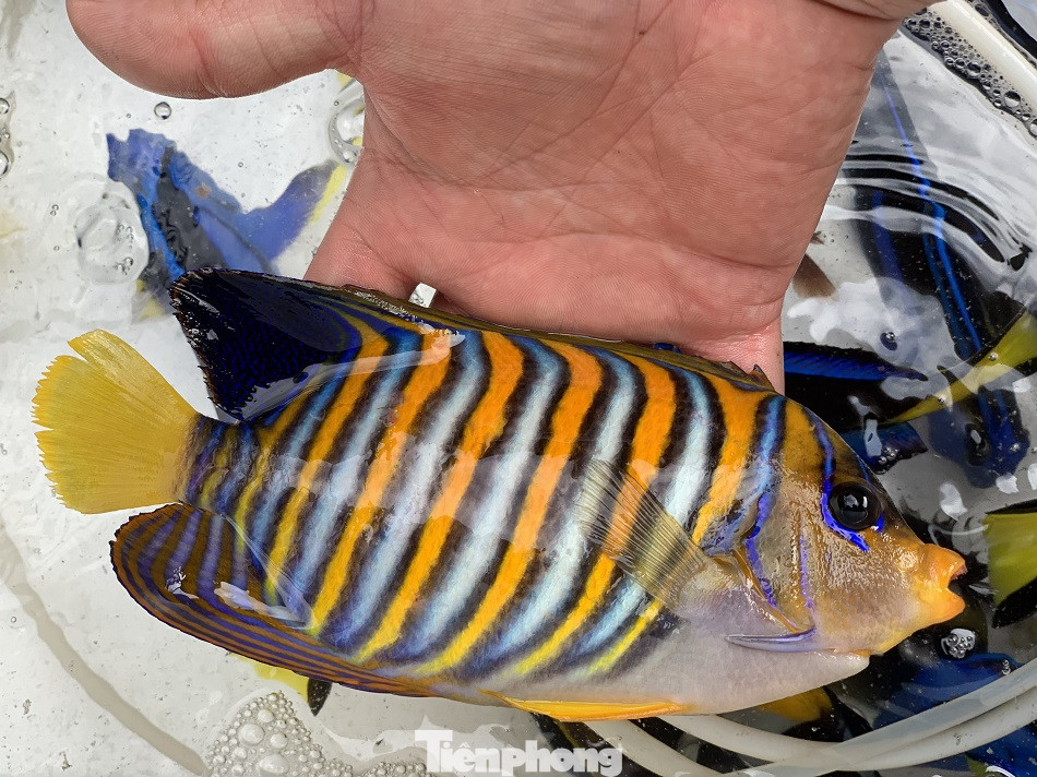 Cá cảnh biển Hoàng Sa, Trường Sa hút khách dịp Tết Nguyên đán ảnh 6