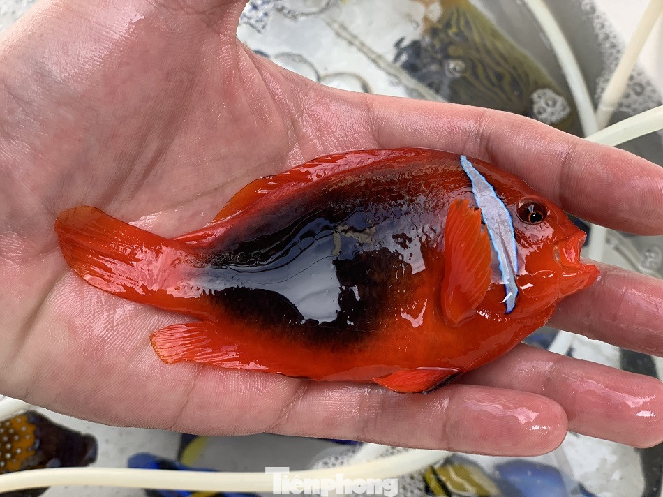 Cá cảnh biển Hoàng Sa, Trường Sa hút khách dịp Tết Nguyên đán ảnh 7